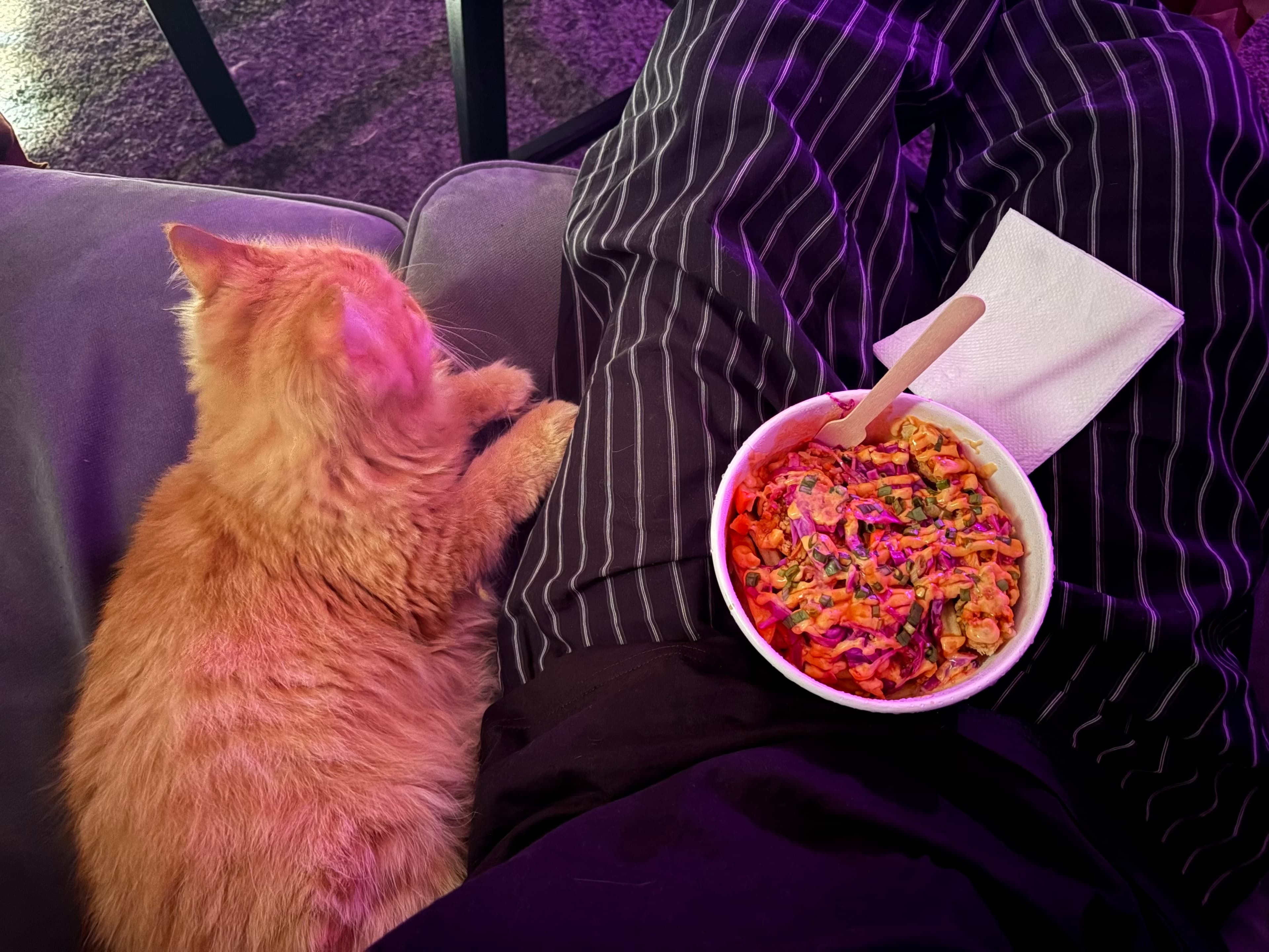 A ginger cat curled up on the couch
